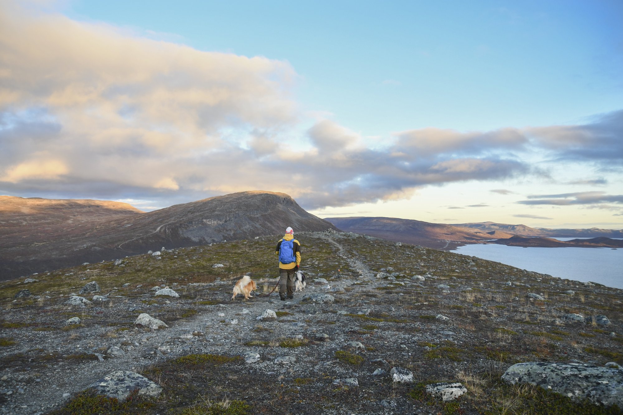 Mies ja kaksi koiraa kävelevät Mallan luonnonpuiston polulla taustallaan Saana tunturi ja Kilpisjärvi