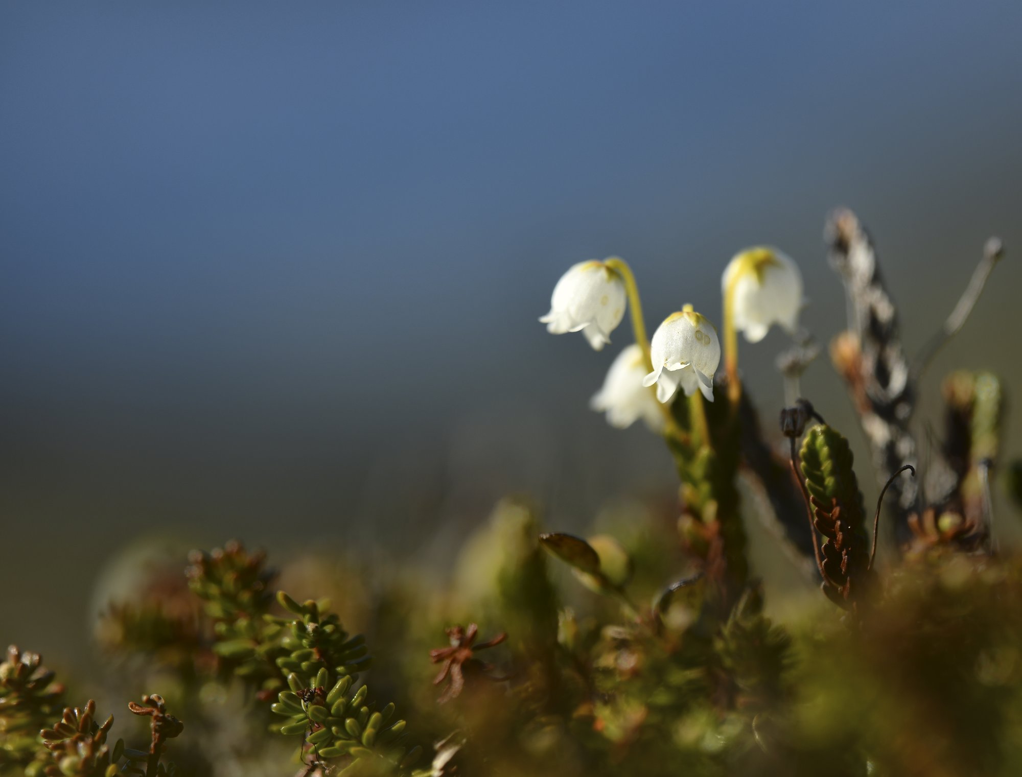 Liekovarpiot kuvattuna Kilpisjärven Muotkatakassa, Leutsuvaaran huipulla