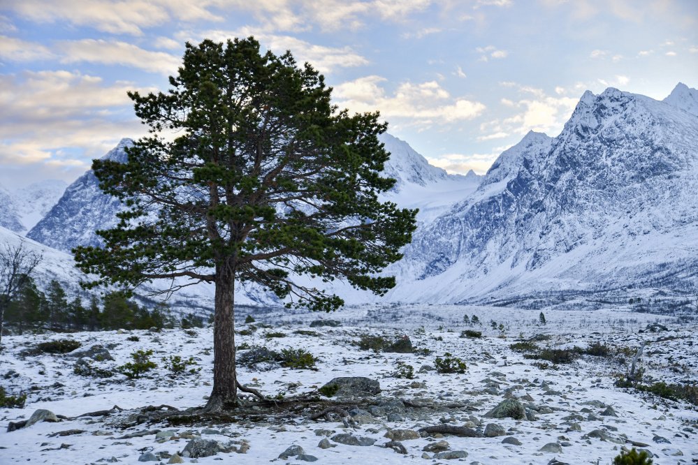 Mänty lumisessa ja kivikkoisessa maastossa, luminen vuoristo taustalla.