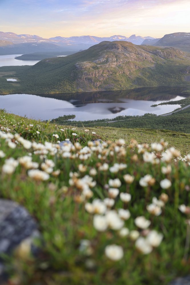 Tunturimaisemaa kohti Pikku-Mallaa ja Kilpisjärveä. Etualalla paljon valkoisia lapinvuokkoja, taivaalla auringonlaskun värit