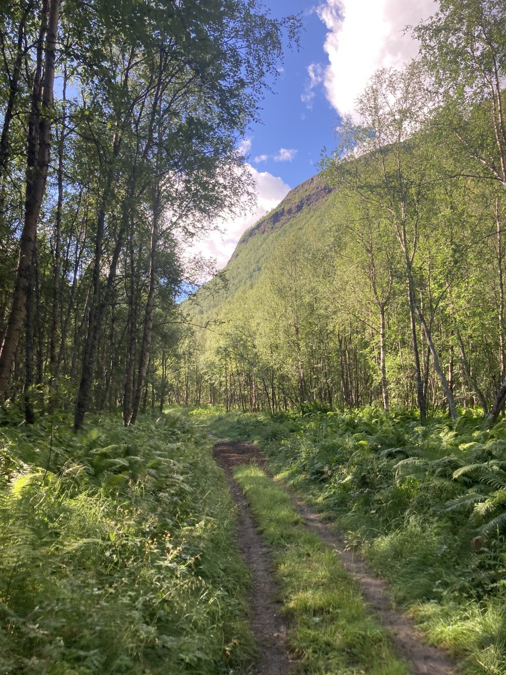 Vehreää metsää Pohjois-Norjan laaksossa 