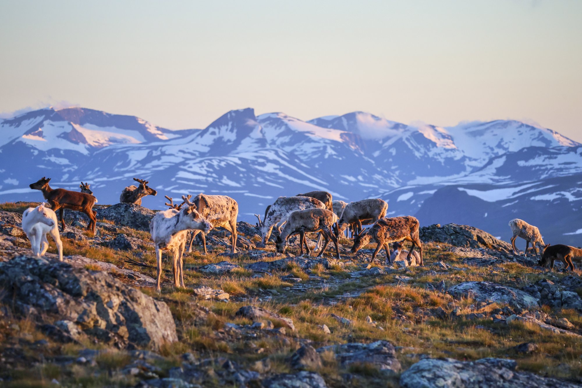 Poroja Saanan huipulla heinäkuisena iltana myöhään ilta-auringon paistaessa