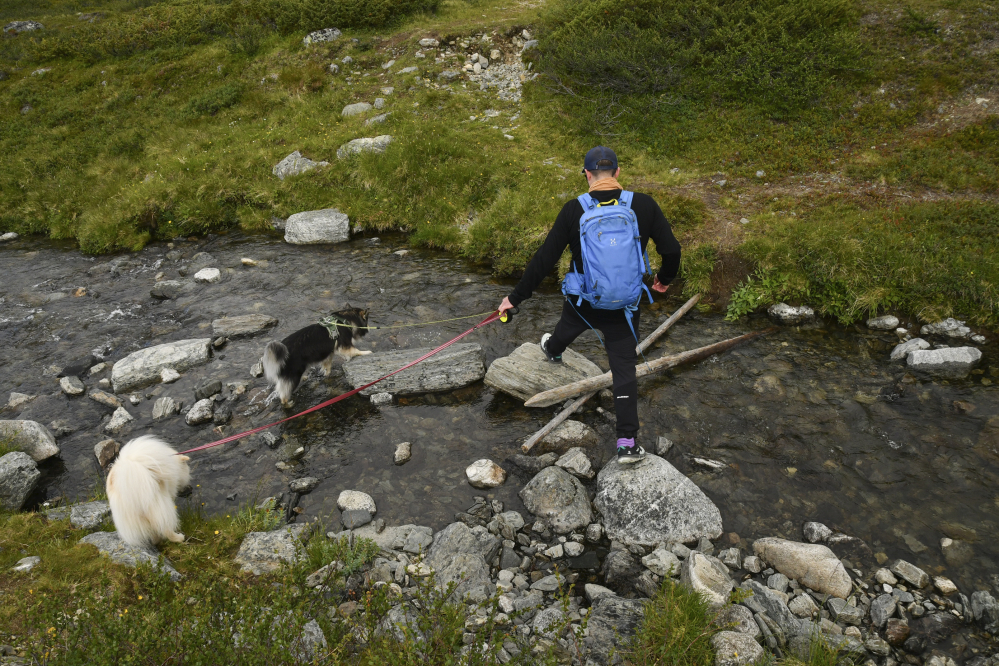 Kaksi koiraa ja mies ylittävät puroa Saanan luontopolun varrella