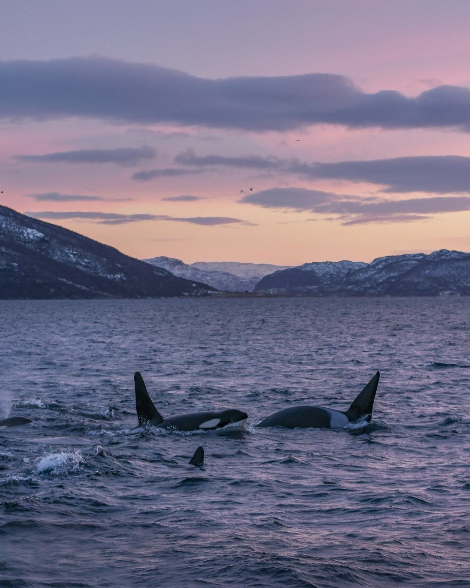 Miekkavalaita Norjan Skjervoyssa joulukuussa auringonlaskun aikaan