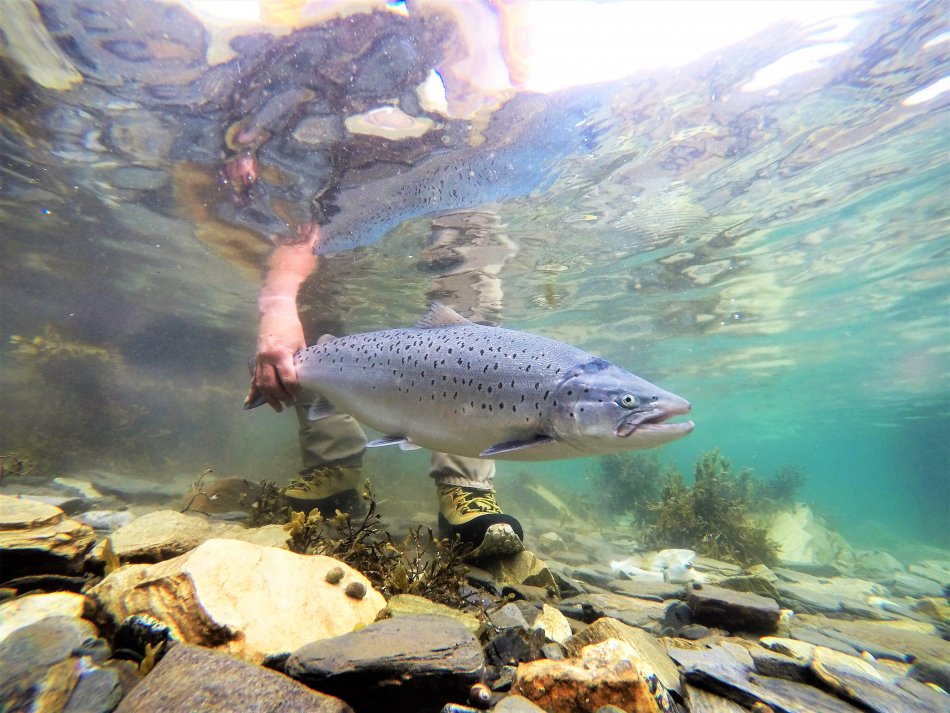 kalastaja vapauttaa pyydystämänsä taimenen veden alla